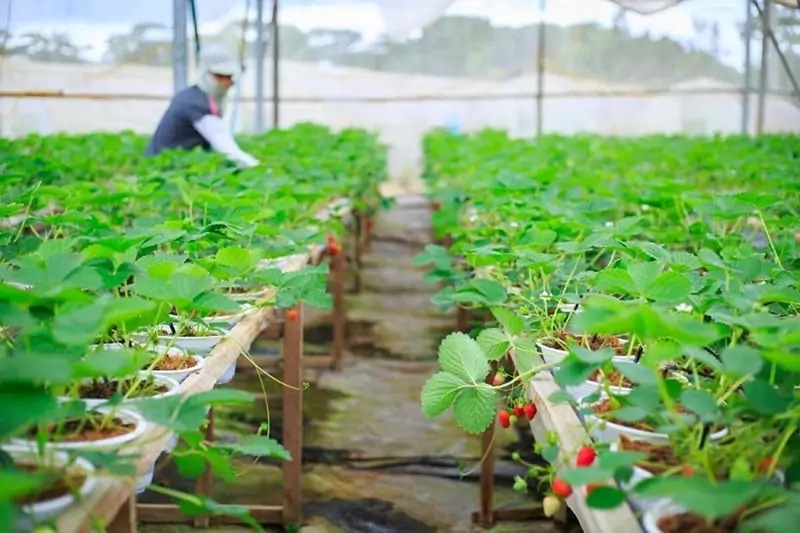 Kiểm soát tại khâu sản xuất nguyên liệu